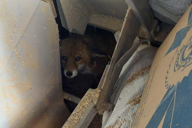 Dieser Fuchs versteckt sich Anfang Apr...dtrat Wolf-Dieter Winkler im Schuppen. | Foto: Wolf-Dieter Winkler Dieser Fuchs versteckt sich Anfang Apr...dtrat Wolf-Dieter Winkler im Schuppen. | Foto: Wolf-Dieter Winkler