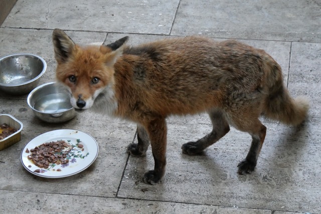 Nach der Pflege der Schneider-Borgmann...nen Fuchs in Herdern wieder Fell nach. | Foto: privat Nach der Pflege der Schneider-Borgmann...nen Fuchs in Herdern wieder Fell nach. | Foto: privat