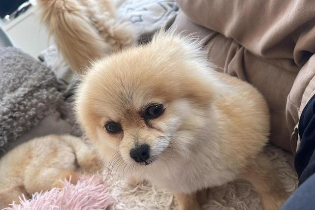 Illegale Hundezucht in Badenweiler: Gericht verurteilt Tochter und Mutter