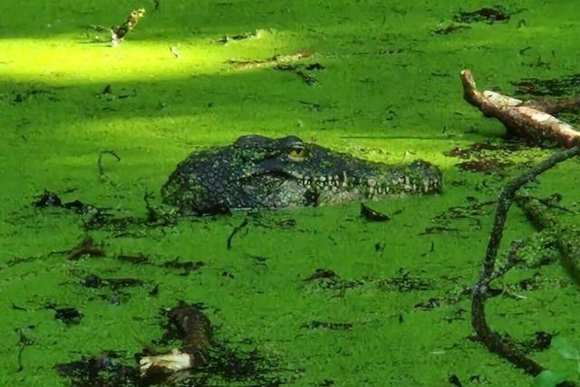 Eine Krokodil-Sichtung in Konstanz beschäftigt die Feuerwehr