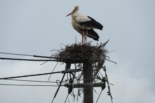 Wie es um den Storchennachwuchs in der Region steht - von Holzen bis Blansingen: