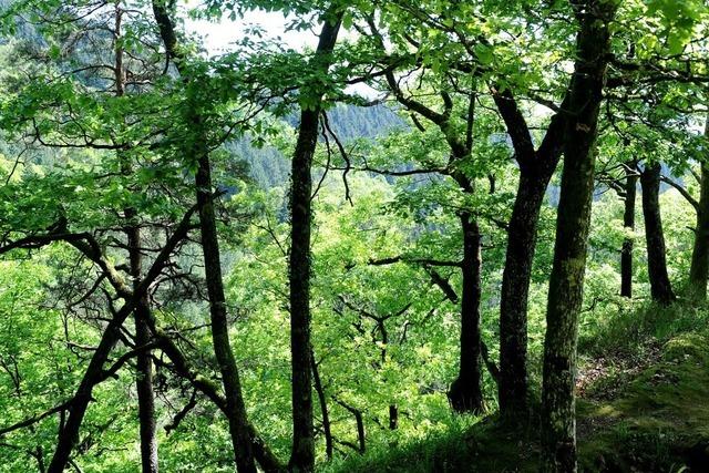 Wald in Murg soll Bauland werden: Ökologischer Ausgleich ist geplant