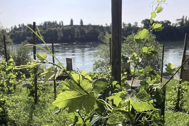Die Weinreben der Stadtoasen wachsen krftig
