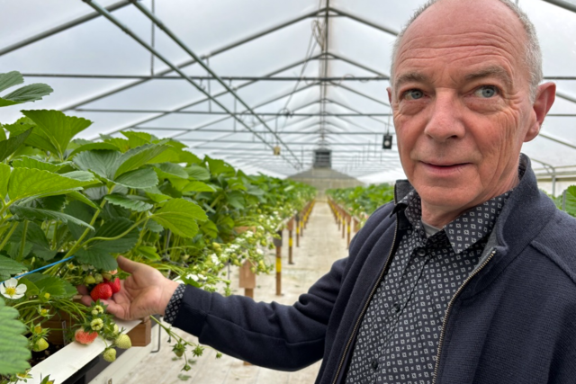 Viele Erdbeeren schmecken nicht mehr - Züchter wollen das ändern