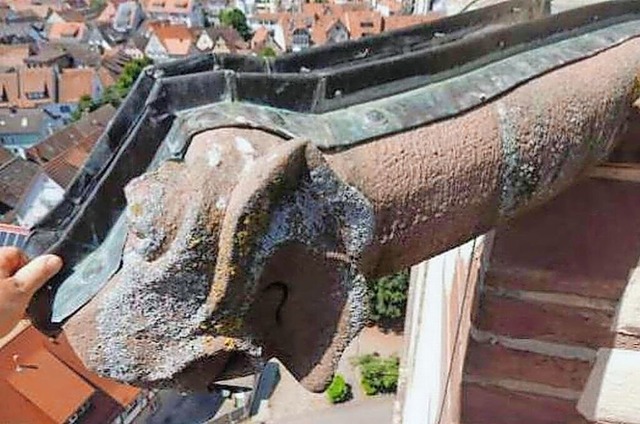 Aufnahme eines der Wasserspeier am Tur...erskirche. Der Turm wird 2026 saniert. | Foto: Dietmar Bader, Natursteinrestaurierung Steinprojekt Aufnahme eines der Wasserspeier am Tur...erskirche. Der Turm wird 2026 saniert. | Foto: Dietmar Bader, Natursteinrestaurierung Steinprojekt