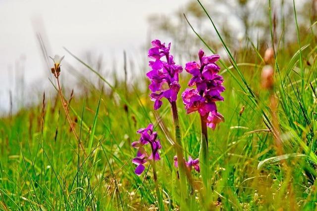 Harpolingen will keine Begehung der Standorte seltener Orchideen