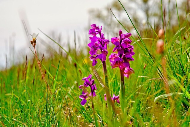 Seltene wilden Orchideen wie das Männl...kraut gedeihen in und um Harpolingen. | Foto: dina / stock.adobe.com Seltene wilden Orchideen wie das Männl...kraut gedeihen in und um Harpolingen. | Foto: dina / stock.adobe.com