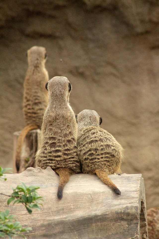 &quot;Was ist da nebenan los?&quot;  | Foto: Nelli Mayer