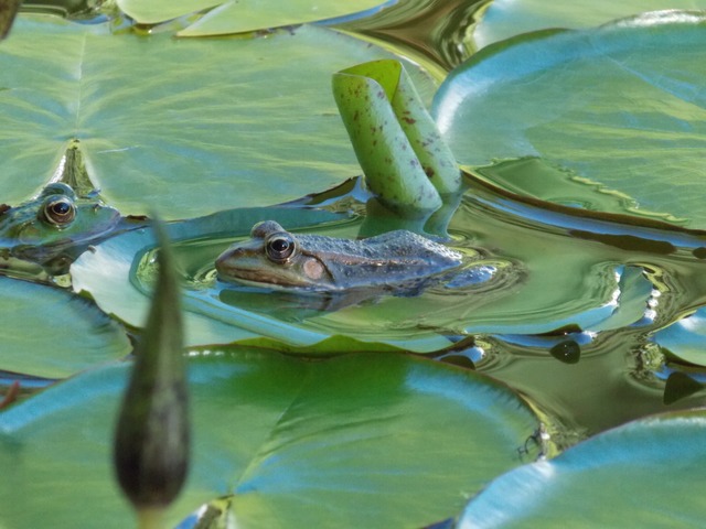 &quot;Morgenstimmung am Teich&quot;  | Foto: Leo Nbling