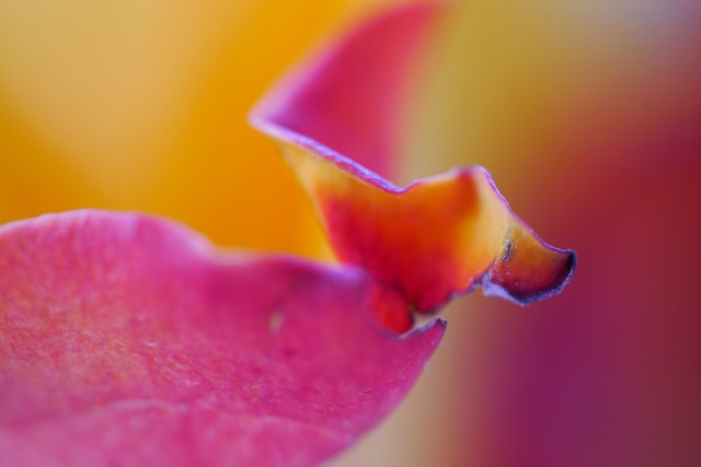 &quot;Rosenblatt&quot;  | Foto: Felicia Frank