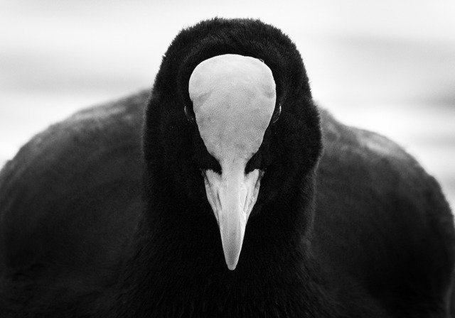 &quot;Auge in Auge&quot;  | Foto: Noah Kohler Schwettmann