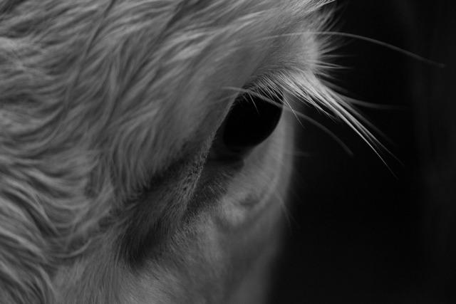 &quot;Thick Hair&quot;  | Foto: Alexander Koch