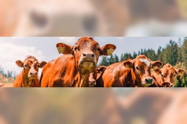 Junge Landwirte im Hochschwarzwald