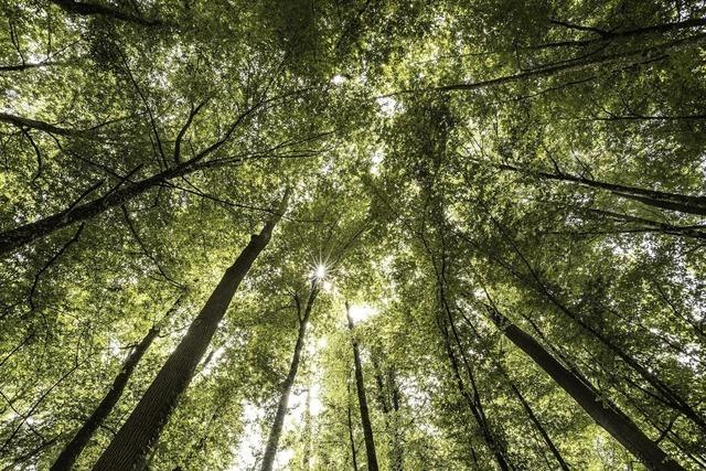 Neues Freiburger Waldschutzgebiet: Wo Rinder und Wasserbffel weiden