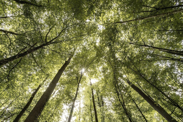 Neues Freiburger Waldschutzgebiet: Wo Rinder und Wasserbffel weiden
