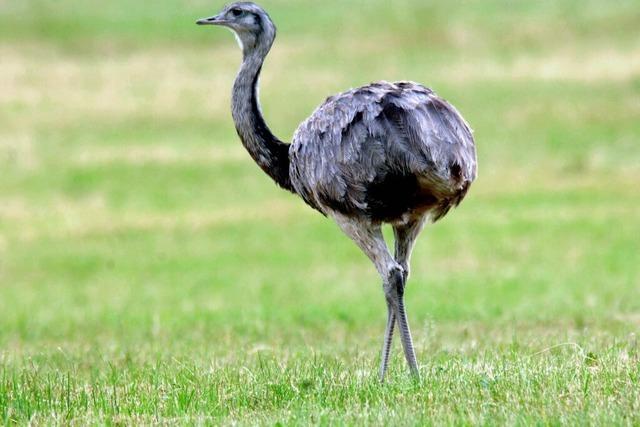 Unbekannte haben in Riegel nachts ein Nandu-Weibchen gestohlen