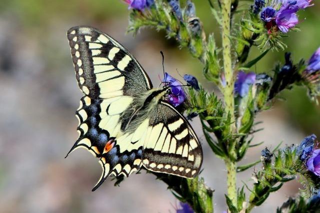 Schmetterlinge auch im Hochschwarzwald gefhrdet – Lenzkircher Urseetal bildet Rckzugsort