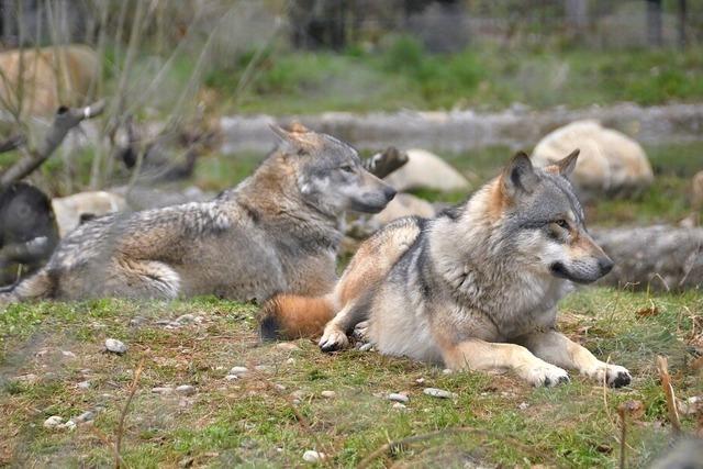 Spannende Fakten zur Diepholzer Gans im Tierpark