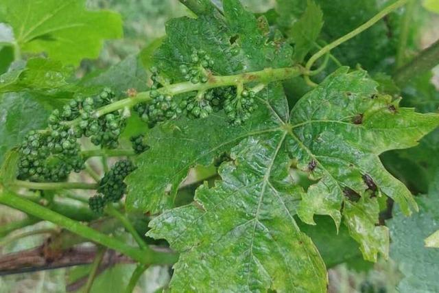 Freiburger Weinbau-Experte: "Bei Hagel knnen Winzer nur hoffen"