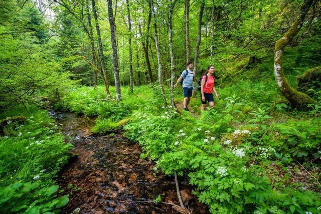 2. Globetrotter Wandertage Schwarzwald: Wanderung „Aichelberger Traumtour mit Fautsburg“