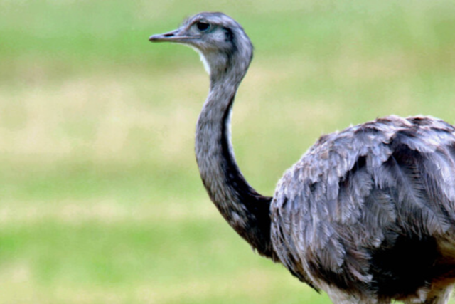 Wo ist Nandu Gretle? Unbekannte stehlen Laufvogel in Riegel