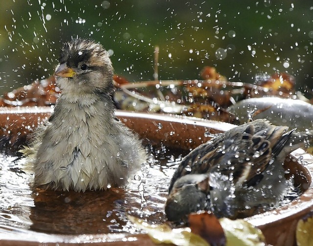 Vgel freuen sich ber ein Wasserbad  in einer Trnke.  | Foto: Waltraud Grubitzsch (dpa)