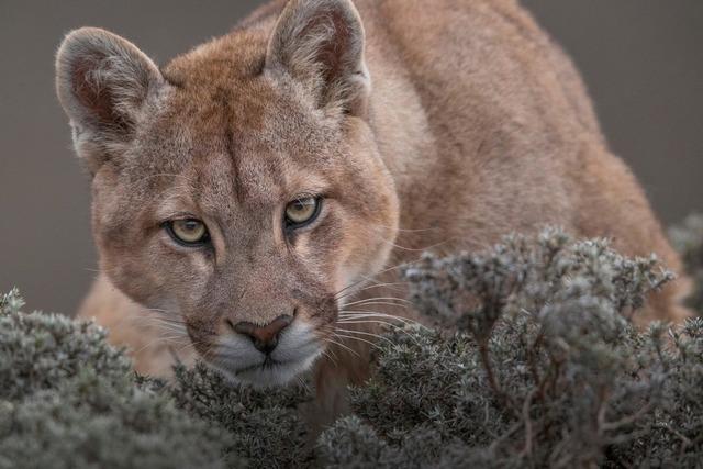 Sommerlochtiere nehmen Fahrt auf – nun ist es ein Puma