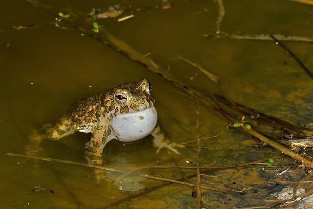 Landschaftserhaltungsverband schtzt gefhrdete Wechselkrte in Marchs Biotopen