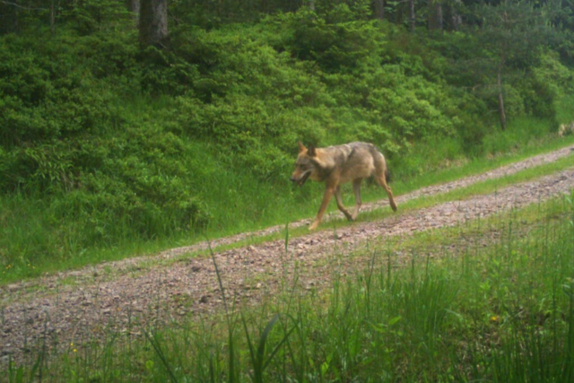 Warum sich ein Wolf im Nordschwarzwald besonders fr Menschen mit Hund interessiert