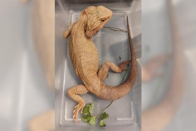 Reptilien in Feldberg-Grafenhausen ausgesetzt – Polizei sucht Tter