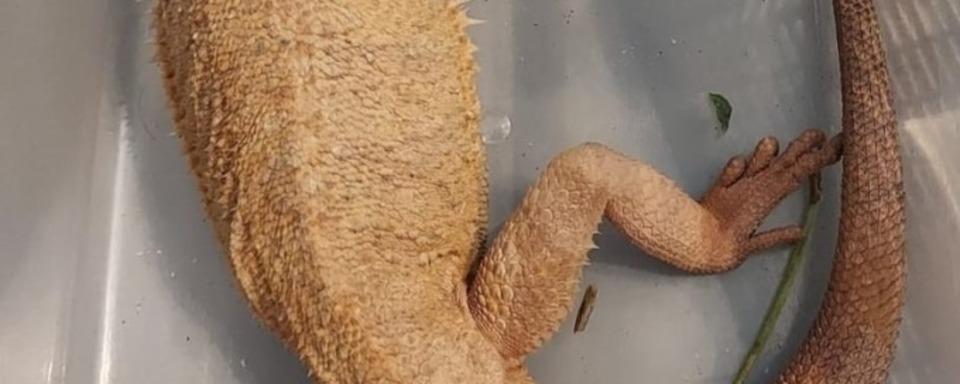 Reptilien in Feldberg-Grafenhausen ausgesetzt – Polizei sucht Tter