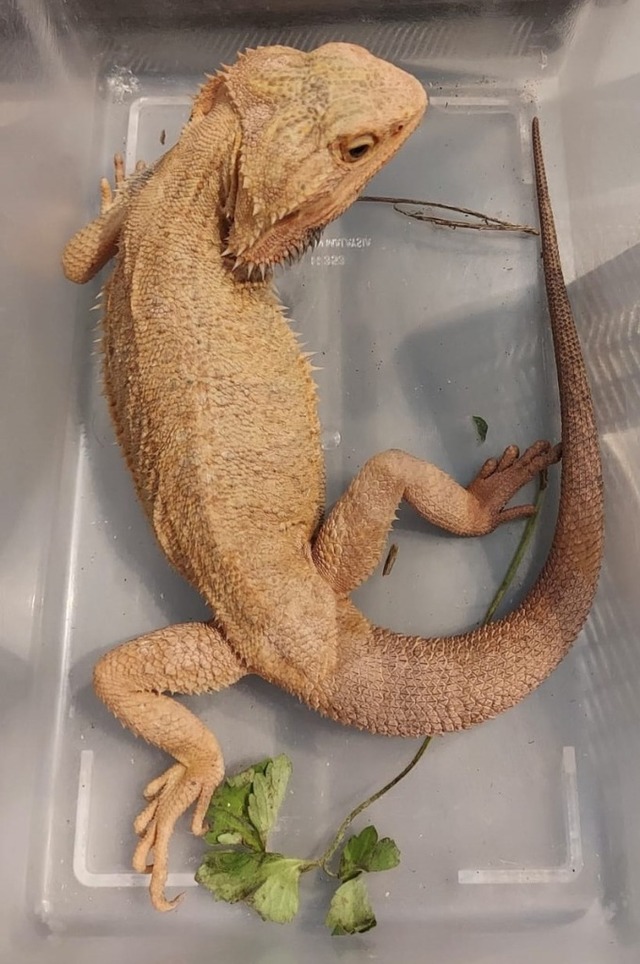Ausgesetzte Bartagame in Obhut des Vereins Dragon Shelter e.V. | Foto: Dragon Shelter e.V. Ausgesetzte Bartagame in Obhut des Vereins Dragon Shelter e.V. | Foto: Dragon Shelter e.V.