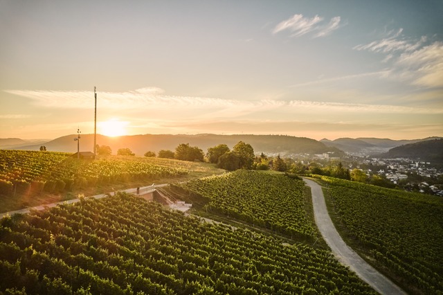 Wein ist eines der Themen der Genusstouren in Lahr. | Foto: Thomas Sattler/Stadt Lahr Wein ist eines der Themen der Genusstouren in Lahr. | Foto: Thomas Sattler/Stadt Lahr