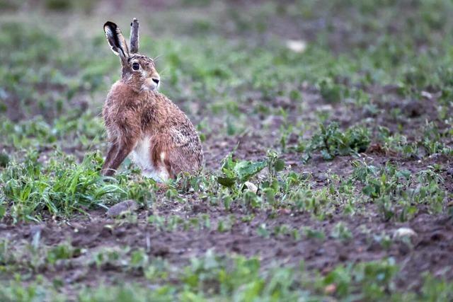 Hasenpest im Landkreis Biberach nachgewiesen