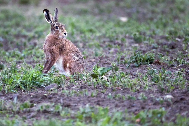 Ein Feldhase (Lepus europaeus) sitzt vor Sonnenaufgang auf einem Feld. | Foto: Thomas Warnack (dpa) Ein Feldhase (Lepus europaeus) sitzt vor Sonnenaufgang auf einem Feld. | Foto: Thomas Warnack (dpa)