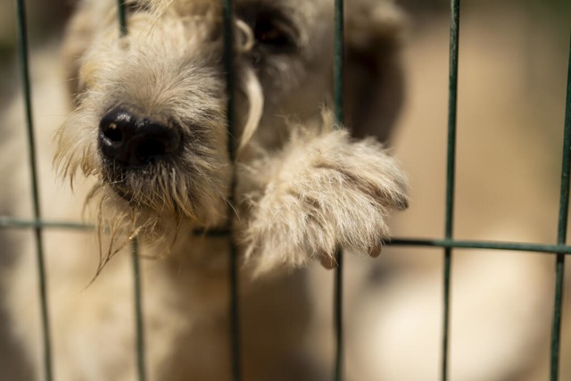 Wurde der Hund ausgesetzt? (Symbolbild) | Foto: Francisco Seco (dpa) Wurde der Hund ausgesetzt? (Symbolbild) | Foto: Francisco Seco (dpa)