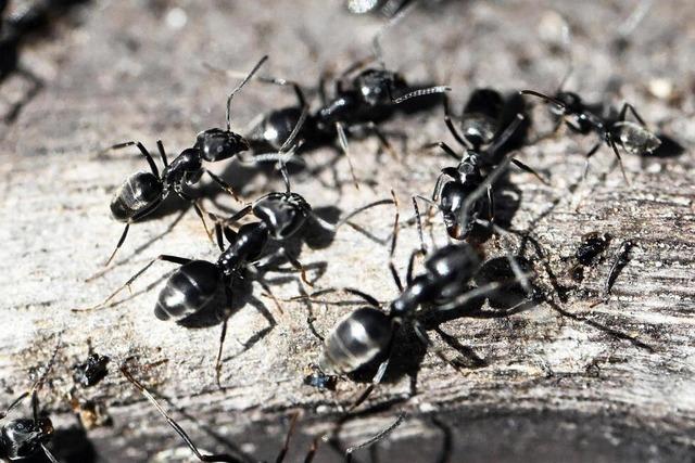 Die Exoten-Ameise Tapinoma magnum ist jetzt auch in Ehrenkirchen entdeckt worden