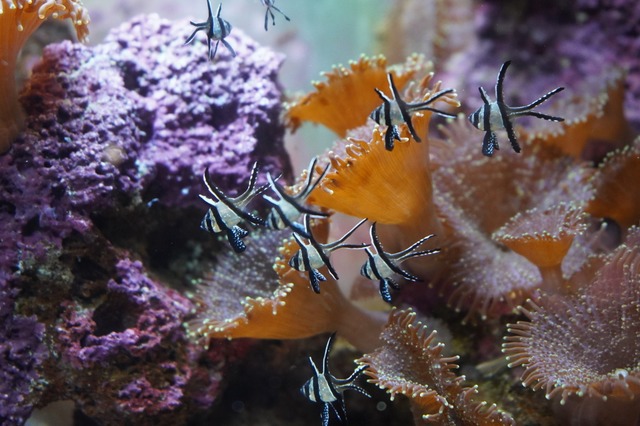 Banggai-Kardinalbarsche sind selten - ...t im Mundenhof die Nachzucht gelungen. | Foto: Lisa Petrich Banggai-Kardinalbarsche sind selten - ...t im Mundenhof die Nachzucht gelungen. | Foto: Lisa Petrich