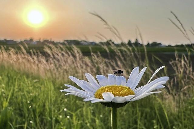 Foto des Tages