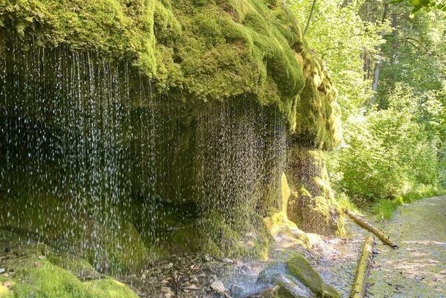 Die Wlder im Hochschwarzwald haben eine Verschnaufpause