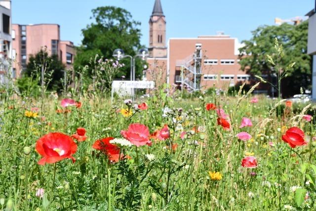 Wie sich das wilde Leben in Lrrach breitmachen darf