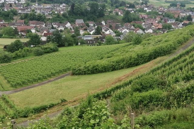 Verwilderte Weinberge: Ortenbergs Brgermeisterin Amalia Lindt-Hermann sucht mit Winzern Lsungen