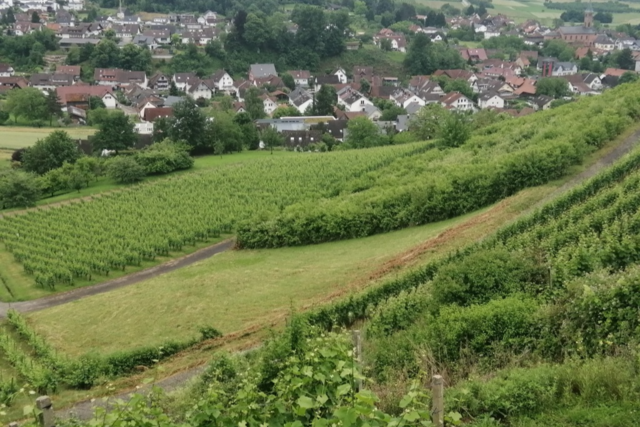 Ortenbergs Brgermeisterin sucht mit Winzern Lsungen fr verwilderte Reben