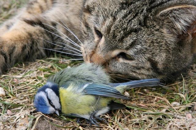 Lassen sich verwilderte Katzen in Bad Krozingen auch ohne Verordnung schtzen?