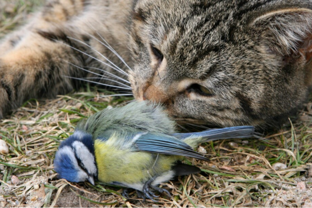 Lassen sich verwilderte Katzen in Bad Krozingen auch ohne Verordnung schtzen?
