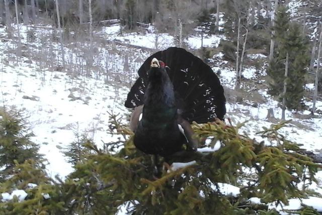 Einst war der Auerhahn begehrt bei der Jagd der Adligen, heute steigt seine Zahl im Schwarzwald wieder