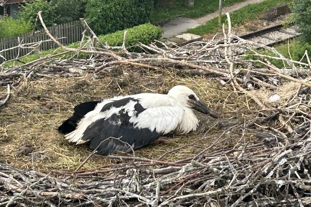 Storchenpaar in Binzen: Nachwuchs Duna wird wissenschaftlich erfasst