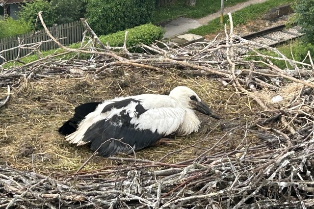 Der etwa acht Wochen alte Storch liegt...ne Eltern zur Futtersuche ausgeflogen. | Foto: naturenergie netze Der etwa acht Wochen alte Storch liegt...ne Eltern zur Futtersuche ausgeflogen. | Foto: naturenergie netze