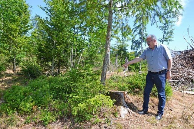 Eine Waldweide in Husern als Ausgleichsflche fr Windanlagen