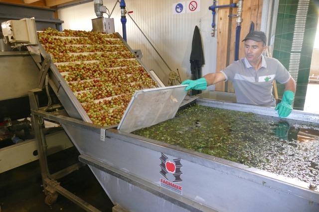 Künstliche Intelligenz hilft in Efringen Kirchen bei der Kirsch- und Stachelbeerernte